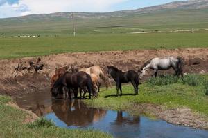 mandria di cavalli che bevono acqua da un ruscello. Mongolia foto