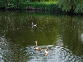 lago vicino a borken nel muensterland tedesco foto