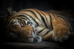 tigre del Bengala che dorme foto