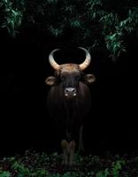 gaur in piedi nella foresta oscura foto