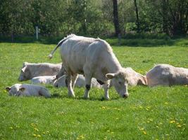 mucche bianche su un prato in germania foto
