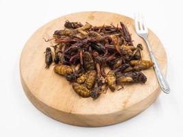 insetti fritti. cibo ricco di proteine. foto