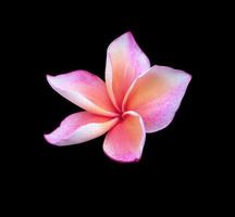 plumeria o fiore di frangipani. primo piano singolo fiore plumeria rosa-viola isolato su sfondo nero. il lato del fiore di frangipani. foto