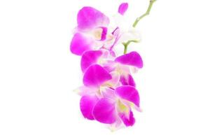 bouquet di fiori di orchidea isolato su sfondo bianco foto