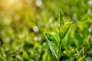 tè verde nel campo foto