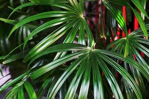 modello di foglie verdi, palma da foglia nella foresta foto