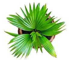 modello di foglie di palma verde con vaso per il concetto di natura, foglia tropicale isolata su sfondo bianco, vista dall'alto foto