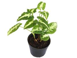 vista dall'alto della decorazione della scrivania nome della pianta albo virens o syngonium podophyllum in un piccolo vaso isolato su bianco foto