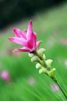 fiore di Krachiao foto
