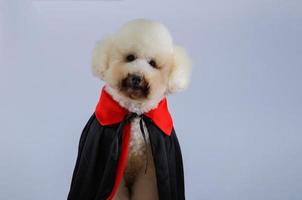 messa a fuoco selettiva sugli occhi dell'adorabile cane barboncino bianco che indossa il costume di halloween dracula su sfondo bianco. foto