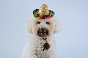 messa a fuoco selettiva sugli occhi dell'adorabile cane barboncino bianco che indossa un cappello con occhiali da sole su sfondo bianco per il concetto estivo. foto
