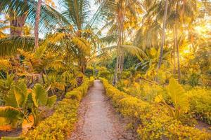 incredibile paesaggio estivo. percorso natura tropicale, percorso avventura per la libertà con caldi raggi del sole al tramonto, travi. bellissimo sentiero nella giungla della foresta di palme verdi, energia felice positiva. fogliame soleggiato rilassante