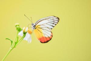 bellissime farfalle in natura stanno cercando il nettare dai fiori nella regione tailandese della tailandia. foto