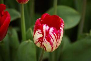 tulipani in fiore in inverno foto