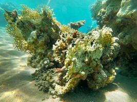 barriera corallina e piante acquatiche nel mar rosso, eilat israele foto