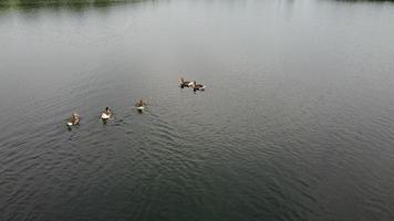 immagine aerea e ad alto angolo simpatici uccelli acquatici nuotano nel lago stewartby dell'inghilterra uk in una bella mattina presto all'alba foto