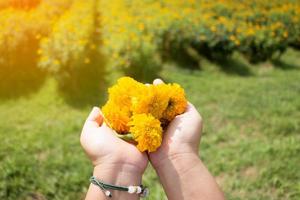 calendula in mano sul giardino foto