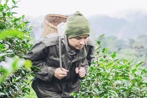 uomo raccolto raccogliere foglie di tè verde fresco al campo di tè highland a chiang mai thailandia - gente locale con agricoltura in high land concetto di natura foto