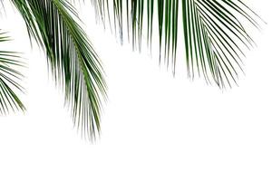 albero di cocco foglia isolato su sfondo bianco, motivo a foglie verdi foto