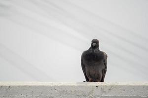 colomba grigia appollaiata su una ringhiera di cemento lo sfondo è uno sfondo bianco del cielo. foto