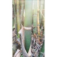 primo piano albero di bambù verde pianta natura