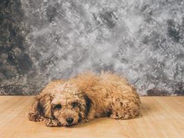 piccolo cucciolo di barboncino su sfondo grunge. foto
