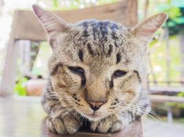 adorabile gatto pigro tailandese domestico domestico foto