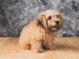 piccolo cucciolo di barboncino su sfondo grunge. foto