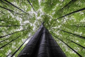 vista delle chiome primaverili degli alberi foto