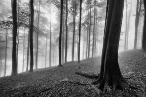 foresta nebbiosa primaverile foto