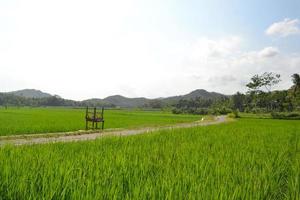 vista del campo di riso con due tavoli impilati sulla strada centrale delle risaie durante il giorno foto