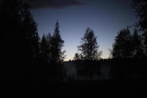 foresta di notte. sagome di alberi in serata. paesaggio forestale. foto