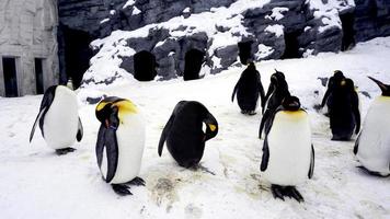 penquin animale in piedi e dormire nella neve invernale foto