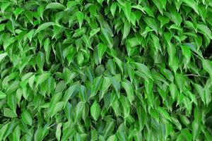 la tessitura formata da numerosi piccoli arbusti frondosi nel verde brillante umidifica l'esterno con luci e ombre. foto