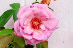 una rosa rosa foto