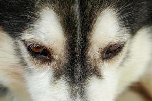 la zona degli occhi del cane, siberia. ha gli occhi marroni e la pelliccia bianca e nera. sta guardando sotto. foto