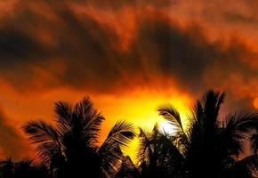 tramonto con silhouette degli alberi foto