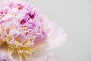 sfondo di fiori di peonia rosa, bella primavera. foto