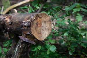 albero tagliato a terra nella foresta foto