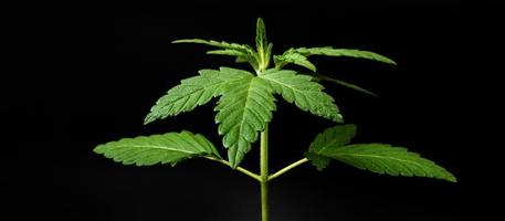 giovane pianta di cannabis verde su sfondo scuro foto