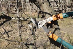 alberi da potatura primaverile con cesoie da giardino foto