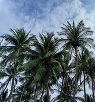 alti alberi di cocco, sullo sfondo un cielo pieno di nuvole bianche foto