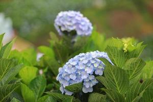il fiore bianco-blu chiama ortensia in un giardino. il fiore di ortensia e la luce del mattino sono un bel fiore. foto