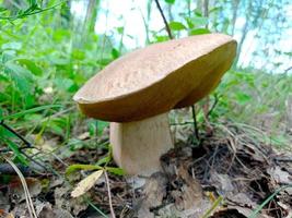 bellissimo primo piano di funghi di bosco. raccogliere funghi. foto di funghi, foto di foresta, sfondo di foresta
