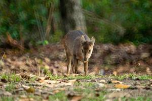 cervo naturale nel santuario della fauna selvatica di thung kramang, provincia di chaiyaphum, tailandia foto