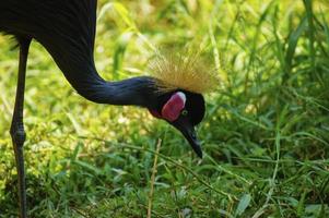 gru coronata grigia e piante verdi foto