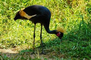 gru coronata grigia e piante verdi foto