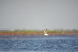 gli uccelli vivono nei laghi d'acqua dolce, gli uccelli locali nel sito mondiale delle zone umide-ramsa foto