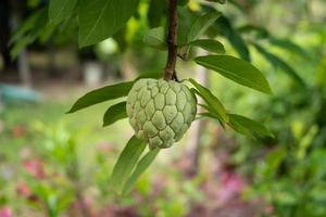 frutta di crema di mele che cresce nel giardino. il frutto è ruvido con un sapore dolce. foto