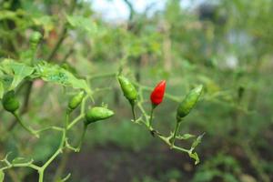 pianta in crescita di peperoncini piccanti. pianta di peperoncino rosso e verde foto